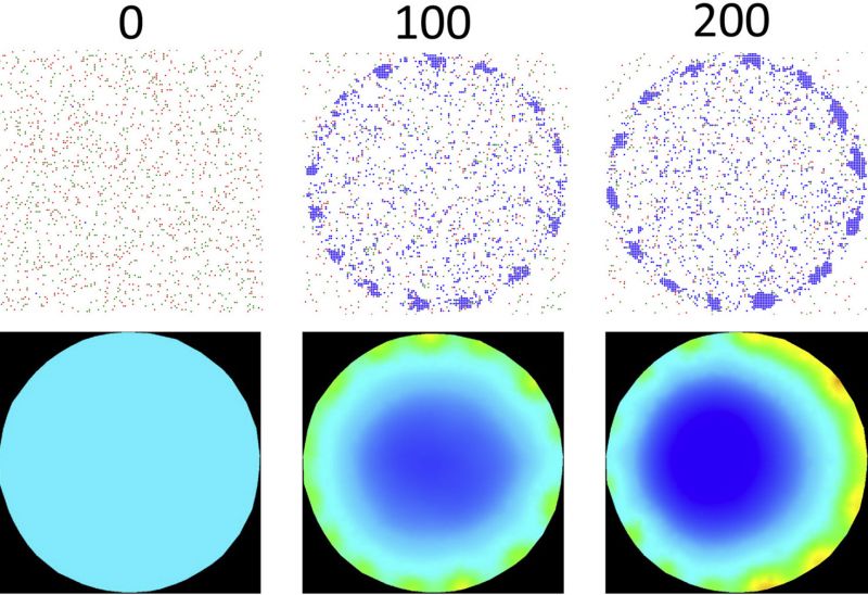 Simulated time-lapse of adhesion formation at the contact interface between two cells.