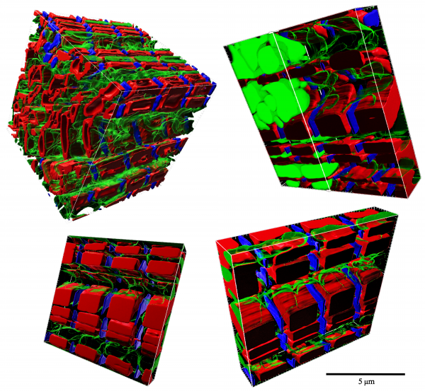 A deep-learning based geometric model of a cardiac muscle cell